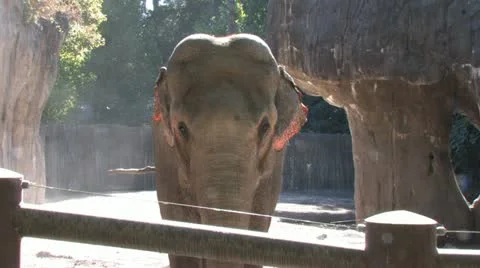 1440 Elephant 5 Stock Footage 12424253