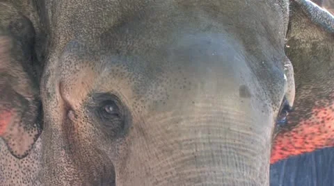 1440 Elephant 7 Stock Footage 12424315