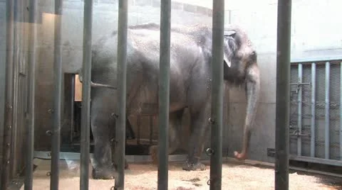 1440 Elephant Stock Footage 12424431