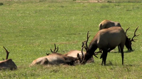 1440 Elk Grazing 스톡 동영상 39711986