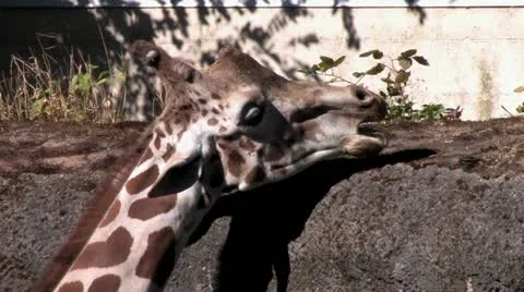 1440 Giraffe Stock-Footage 12467403