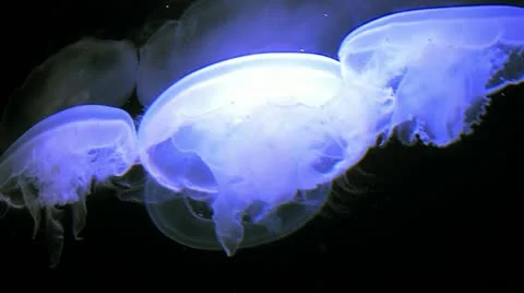 1440 Jelly Fish 2 Stock-Footage 10879457