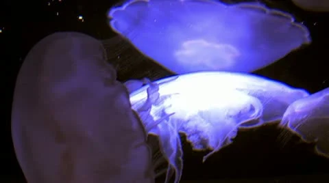 1440 Jelly Fish 5 Stock Footage 10879527