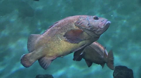 1440 Large Fish 2 Stock-Footage 10879574