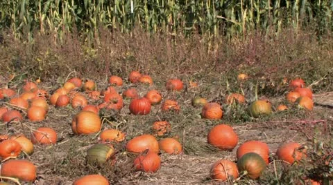 1440 Pumpkins 10 Stock Footage 12381200