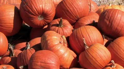 1440 Pumpkins 2 스톡 동영상 12374900
