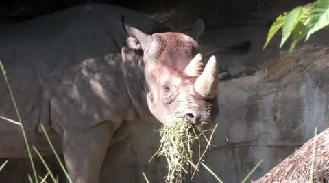 1440 Rhino 2 Stock Footage 12424572