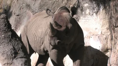 1440 Rhino 스톡 동영상 12424601