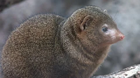 1440 Rodent Stock-Footage 12424634