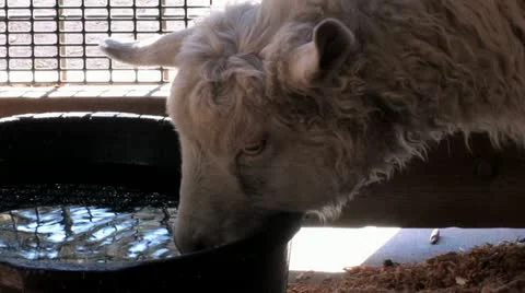 1440 Sheep Drinking Stock Footage 12468178