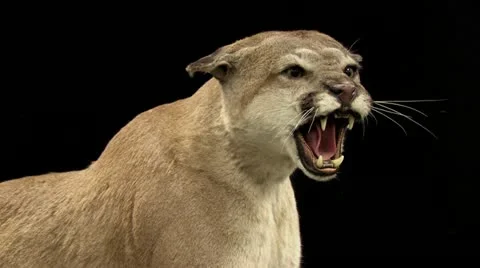 1440 Taxidermy 11 Stock Footage