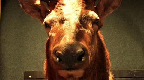 1440 Taxidermy 6 Stock Footage
