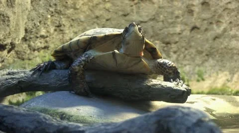 1440 Turtle 2 Stock Footage 12431128