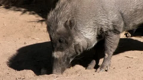 1440 Wild Boar 3 Stock Footage 12468334