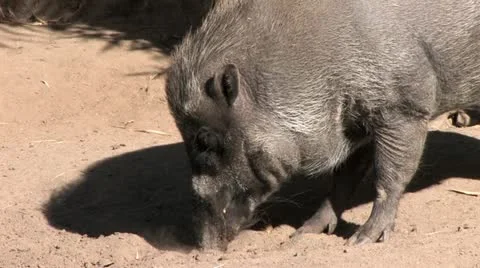 1440 Wild Boar Digging in the Dirt Stock-Footage 12747862