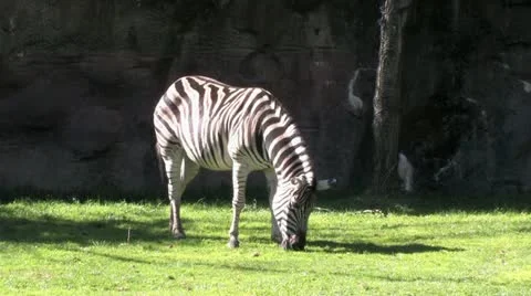 1440 Zebra Grazing 2 Stock Footage 12431671