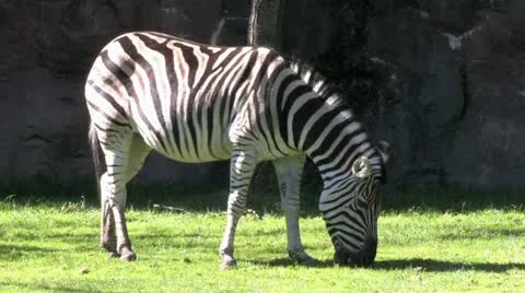 1440 Zebra Grazing 3 Video stock 12431602