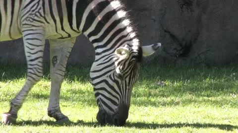 1440 Zebra Grazing 4 Stock Footage 12431684