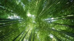 beautiful bamboo forest, renewable sustainable energy resource. tropical and