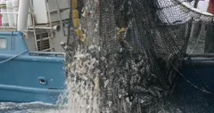 Fishing Boat Pulling Out a Net Full of Salmon Fish From Pacific Ocean