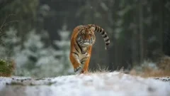 A large young female Siberian tiger (Panthera tigris altaica) runs directly