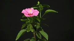 A pink hibiscus mutabilis blooming on black background, time-lapse