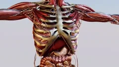 Human anatomy, muscles, organs, bones. unstructured
