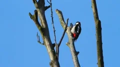 The great spotted woodpecker drumming on a tree of the willow forest