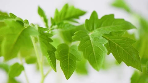 146Z drops Stock Footage 131999322