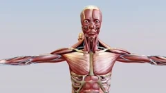 Human anatomy, muscles, organs, bones, unstructured showing parts, 3d render,