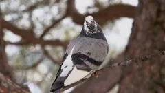 Closeup of a homing pigeon perched on a tree branch in a field shot in 4K