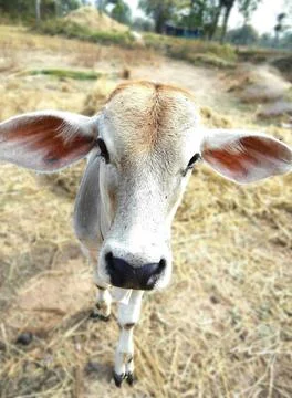 ลูกวัว Stock Photos