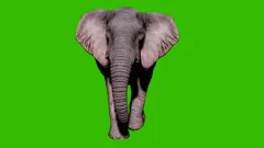Large elephant walking on the ground in front of green screen. Seamless loop
