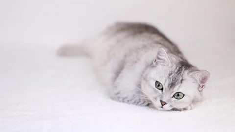 149 Stock-Footage 172137054