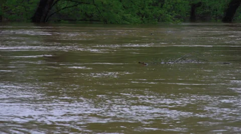 1496 Fast Moving River at Flood Stage Flooding Stock Footage 37680334