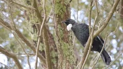 New Zealand Native bird, the Tui - calling for a mate in native bush