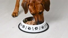 Feeding dog. Rhodesian ridgeback dog eating wet dog food from bowl.