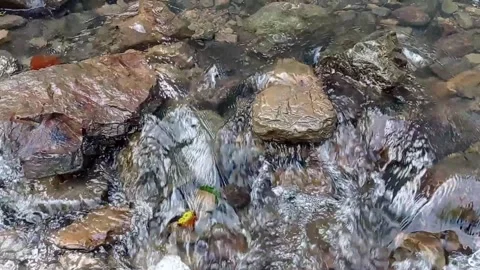14s Medium Shot: Smooth River Stream over Brown Rocks (No Sound) Stock Footage 200361658