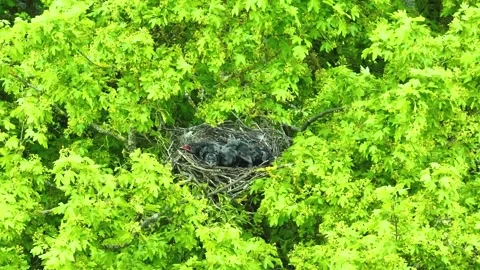 14x zoom on large nesting birds 스톡 동영상 274657429