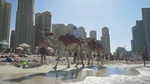 14Z Camel Stock Footage 146053576