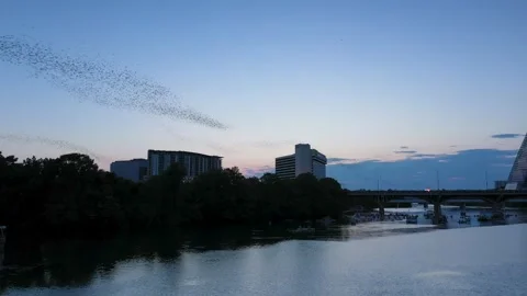 1.5 million bats fly out of the Congress Bridge largest urban bat colony America Stock Footage 248942726