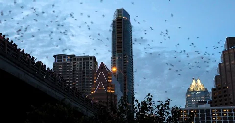 1.5 million bats overtake the Austin skyline exit the Congress Avenue Bridge Stock Footage