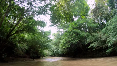 15 River Rainforest Jungle Rain Forest Darien National Park Panama Video stock 129545142