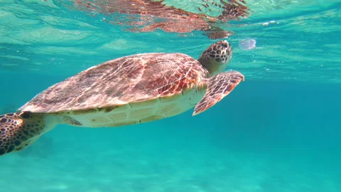 15 Turtle Eating Jellyfish In Egypt Red Sea Video stock 336680251