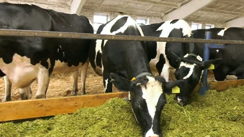 150. Milking herd of cows in a barn. Video stock 93523682