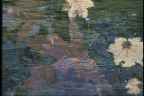 1501 drifting fall foliage Stock Footage 849722