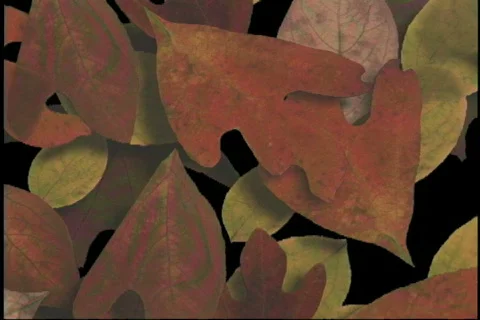 1502 fall leaves transition Stock Footage 849673
