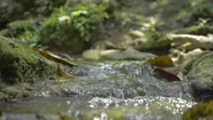 Panning shot of small water stream flowing over the mossy rocks.