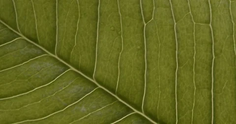 健康叶子的特写 Video stock 150671577