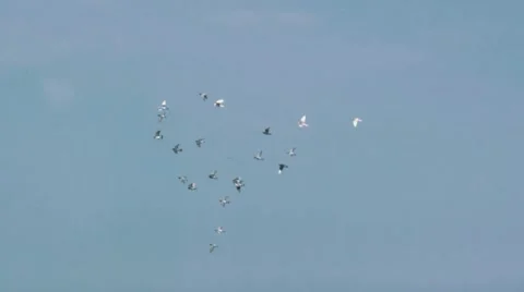 150fps - Flock of Birds in the Sky 01 Stock Footage 48845350